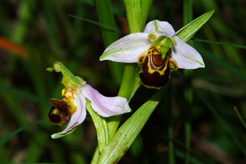 Conferma Ophrys apifera Hudson 14-05-10